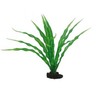 Hobby Crinum