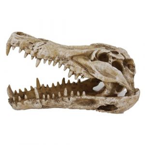 Reptiles Planet Accessoire de terrarium - Crâne de caïman ouvert