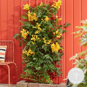 Campsis Flava Golden Trumpet – Fleur trompette – Plante grimpante – Résistante à l'hiver - ?15 cm - ?60-70 cm