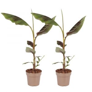 Plante &agrave; bananes rouges - Set de 2 - Ensete ventricosum - H55-70cm - ⌀21cm