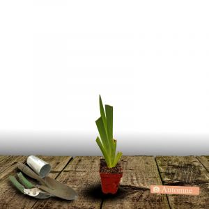 Iris des jardins Ambroise/Godet - 5/20 cm