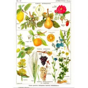 Grafika Illustration du Larousse Medical Illustré : Plantes Astringentes et Apéritives, 1912