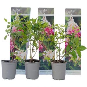 Plant In A Box - Hydrangea Paniculata Pink Lady - Set de 3 - Jardin - Pot 9cm - Hauteur 25-40cm - Rose