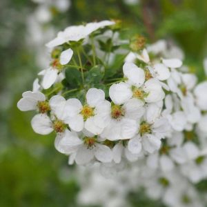 Spirée dentelée/Pot de 3L - 20/40 cm