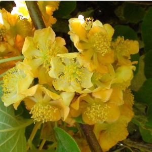 Kiwi chinensis tomuri (m&acirc;le) - pot de 2l