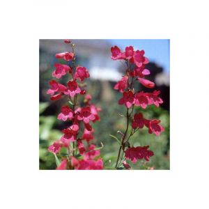 Penstemon Schoenholzeri/Godet