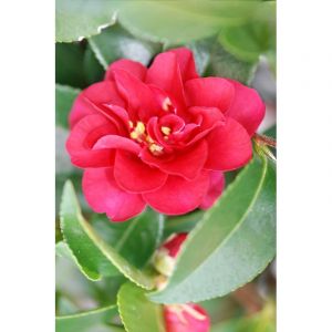 Cam&eacute;lia 'october magic ruby' taille du