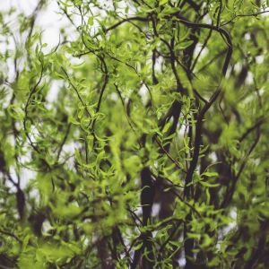 Saule de Pékin tortueux Tortuosa/Pot de 4L - 40/60 cm