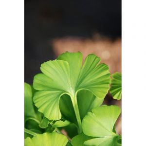 Ginkgo 'mariken' touffe taille du pot - en pot de 2 litres