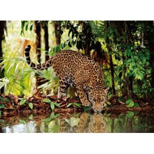 Clementoni Puzzle Adulte - Le Leopard Dans La Jungle - 2000 Pieces - Collection Animaux Sauvages