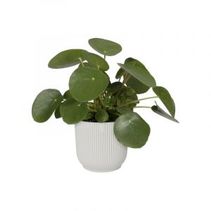 Elho Vibes Fold Rond 25 - Pot De Fleurs pour Intérieur - Ø 25 x H 23 - Blanc Soie