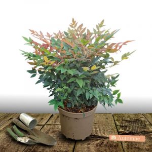 Bambou sacr&eacute; domestica/Pot de 7,5L - 60/80 cm