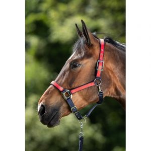 Licol pour cheval HFI