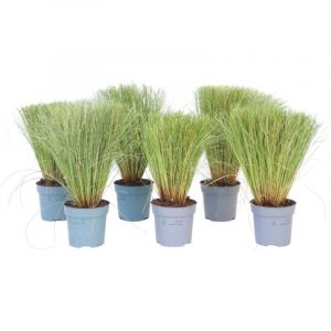 Carex Comans Bronco - Mélange de 6 - Pot de 10.5 - Hauteur 15cm