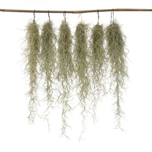 Tillandsia Usneoides 'Beard tillandsias' - Set de 6 - Hauteur 25-50cm - Vert