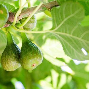 Figuier Gustissimo Morena/Pot de 3L - 30/60 cm