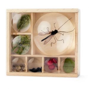 Kikkerland HUCKLEBERRY BUG BOX