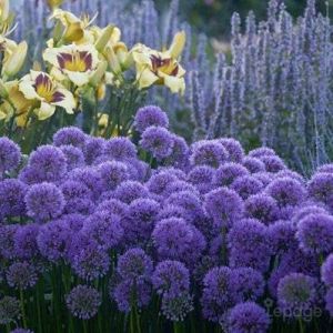 2 Ails d'Ornement (Allium 'Millenium') - Vendu par 2 - Lot de 2 godets