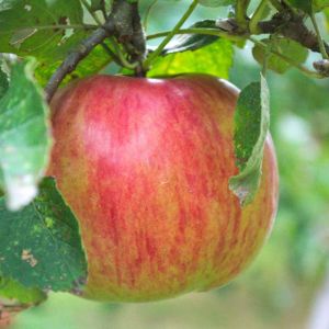 Pommier Rubinette/Pot de 12L