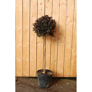 Loropetalum 'black pearl ?' en tige taille du pot - en conteneur (tige 70-80 cm)