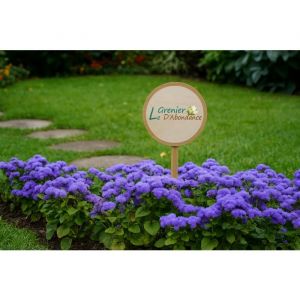 300 graines &agrave; semer - Le Grenier d' Abondance - Cataire bleue - Ageratum houstonianum