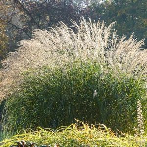 Lot de 3 - Miscanthus Sinensis - Roseau fleuri - Graminée ornementale - Plantes de jardin - Résistant à l'hiver - Hauteur 10-20 cm - Pot 9x9 cm