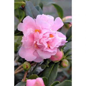 Cam&eacute;lia 'el dorado' taille du pot - en pot de 4 litres (hauteur 30 40 cm)