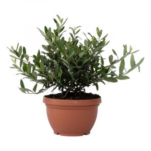 Plant In A Box - Olea Europaea - Olivier Bonsaï dans une coupe - Pot 21cm - Hauteur 30-40cm - Blanc