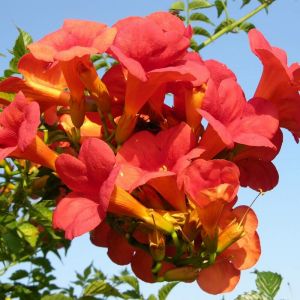 Grappe de fleurs campsis Madame Galen - Orangé-rouge - C6L