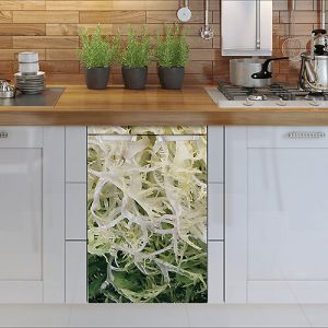 Plage Sticker réfrigérateur et lave vaisselle, salade frisée fraîcheur déco, 75 cm X 49 cm