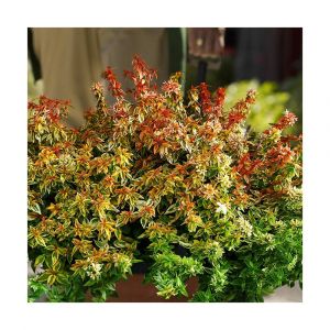 Abélie à grandes fleurs Kaleidoscope/Pot de 4L - 40/60 cm