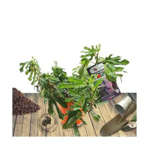 Figuier carica Figality/Pot de 5L - 40/60 cm