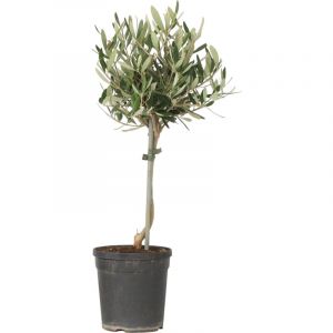 Olivier - Olea europaea - Hauteur 45-55cm - ⌀14cm