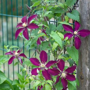 Cl&eacute;matite Niobe/Pot de 1,5L - Tuteur bambou 30/60 cm