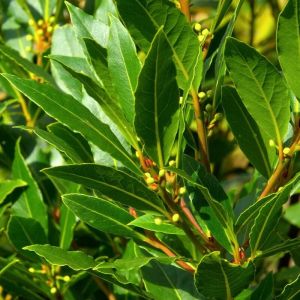 Image de Fleur - Laurier du Portugal Angustifolia - Prunus lusitanica Angustifolia 40cm en pot