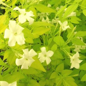 Plantes Avenue - Jasmin blanc Aureum/Pot de 1,5L