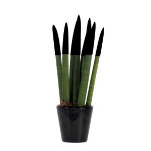 Sansevieria cylindrique - Hauteur 20-40cm - Pot 9cm