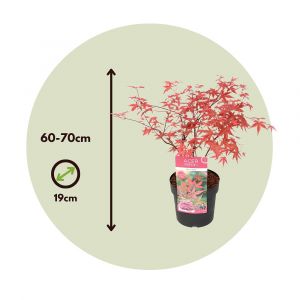 Image de Acer palmatum 'Beni Maiko' - Set de 2 - Erable - Pot 19cm - Hauteur 60-70cm