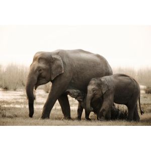 Ceanothe Tableau sur toile famille d'éléphants 30x45 cm - Impression sur Toile Murale Décorative - Image imprimée en hd sur Toile - Toile sur