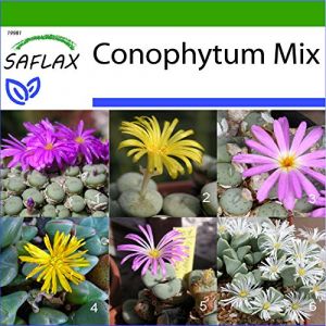 Saflax Des pierres fleurissantes/Mélange de Conophytum - 40 graines - Avec substrat - Conophytum Mix