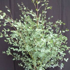 Eucalyptus gunni/Pot de 7,5L