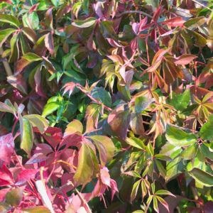 Parthenocissus Murorum C 2L