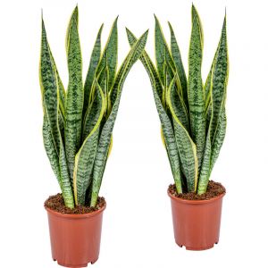 2x Sansevieria 'Laurentii' xl – Langue de dame – Succulente – Facile à entretenir – ?17cm – ?55-65 cm - Green