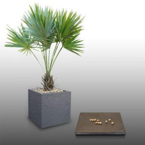 10 graines &agrave; semer - Le Grenier d'Abondance - Palmier de Floride - LEUCOTHRINAX Morrisii