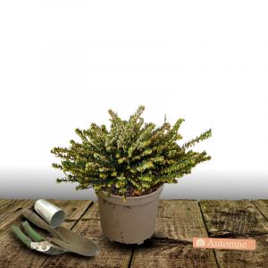 Bruy&egrave;re d'hiver Silberschmelze/Pot de 3L - 20/40 cm