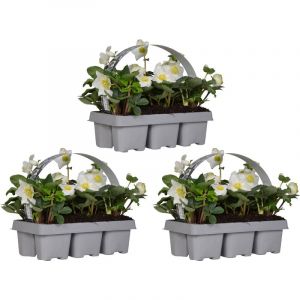 3x Lot de 6 Helleborus 'Christmas Carol' - Floraison d'hiver - Facile d'entretien - ⌀9 cm - ↕15-20 cm