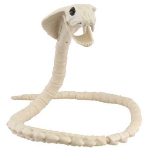 Ruedelafete Squelette de Serpent Cobra articulé 100cm