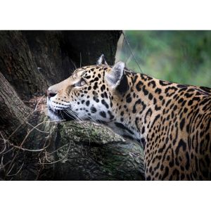 Tableau mural belle pant re