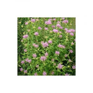 Monarde fistuleuse/Godet