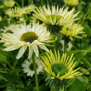 &Eacute;chinac&eacute;e purpurea Virgin/Godet - 5/20 cm